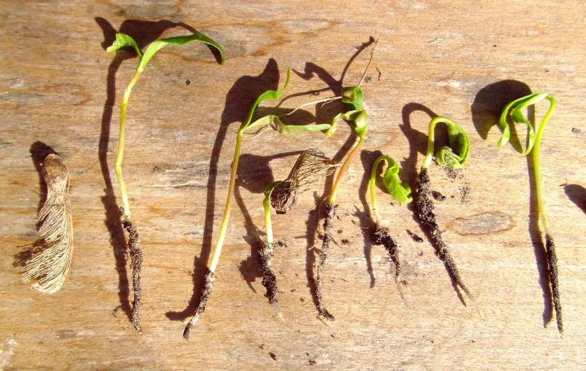 Sycamore seedlings